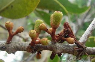 槲寄生的魔力,神秘魔力与古老传说